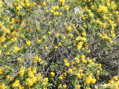 En amarillo, Floración del Cambroño; senderismo totana fotos de cabras embalse cijara camin real de 